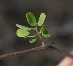Senegalia nigrescens