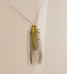 Italochrysa insignis