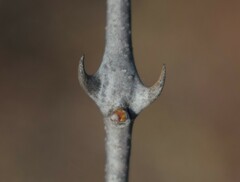 Senegalia nigrescens