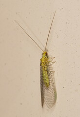 Italochrysa insignis