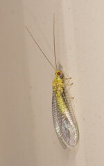 Italochrysa insignis