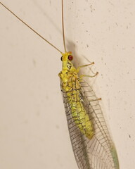 Italochrysa insignis