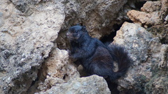 Otospermophilus variegatus couchii