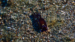 Philinopsis speciosa