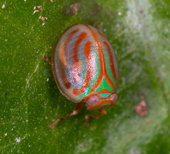 Hemisphaerius interclusus