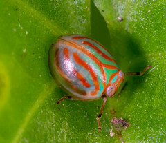 Hemisphaerius interclusus