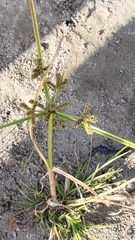 Cyperus imbricatus