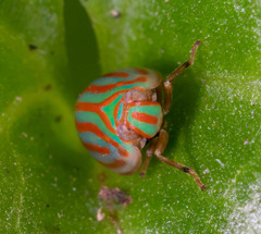 Hemisphaerius interclusus