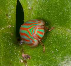 Hemisphaerius interclusus