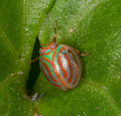 Hemisphaerius interclusus