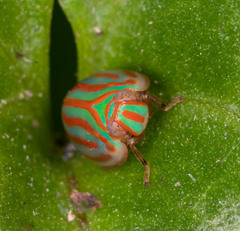 Hemisphaerius interclusus