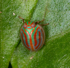 Hemisphaerius interclusus