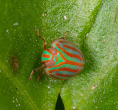 Hemisphaerius interclusus