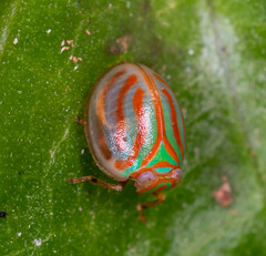 Hemisphaerius interclusus