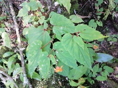 Begonia sutherlandii