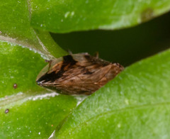 Clovia