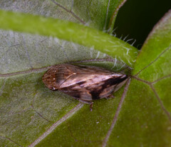 Clovia