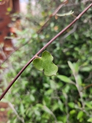 Muehlenbeckia australis