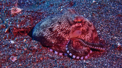 Amphioctopus marginatus