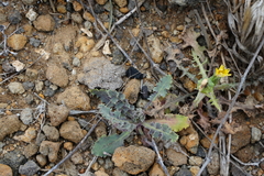 Sonchus oleraceus