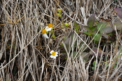 Bidens alba