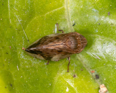 Clovia