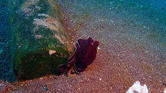 Amphioctopus marginatus