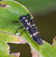 Cheilomenes sexmaculata