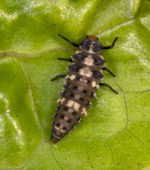 Cheilomenes sexmaculata