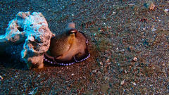 Amphioctopus marginatus