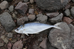 Scomberoides lysan