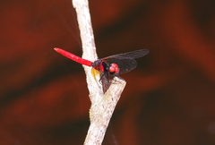 Nannophya pygmaea