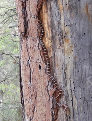 Lampropeltis pyromelana