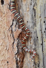 Lampropeltis pyromelana