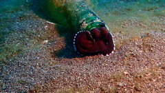 Amphioctopus marginatus