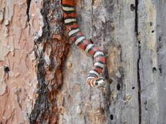 Lampropeltis pyromelana