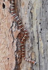 Lampropeltis pyromelana