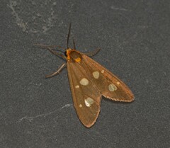 Dysauxes famula