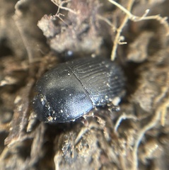 Blindus strigosus