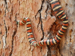 Lampropeltis pyromelana