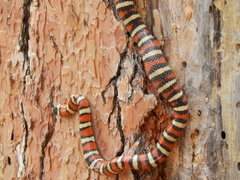Lampropeltis pyromelana