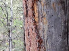 Lampropeltis pyromelana