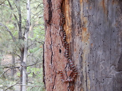 Lampropeltis pyromelana