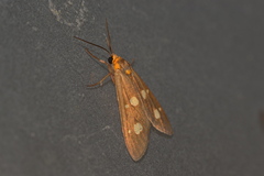 Dysauxes famula