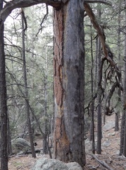 Lampropeltis pyromelana