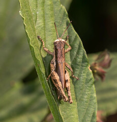 Pseudoxya