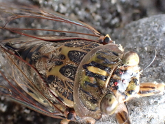 Amphipsalta cingulata