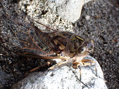 Amphipsalta cingulata