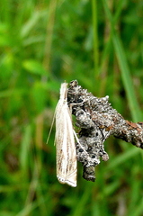 Crambus lathoniellus