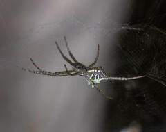 Cyrtophora cicatrosa